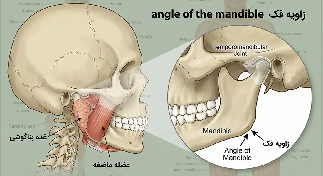 آناتومی زاویه فک و چانه